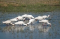 S-Many egrets 